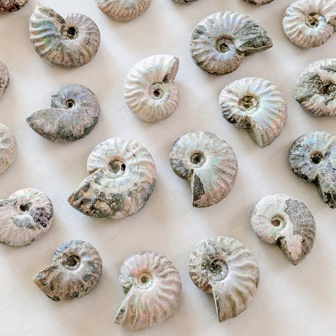 Natural Ammonite Fossils