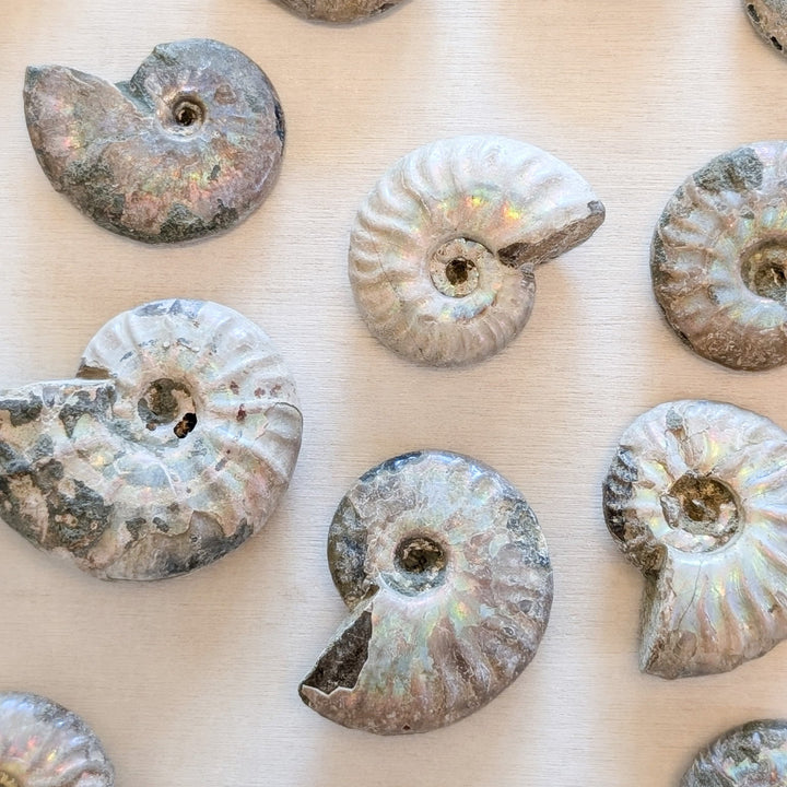 Natural Ammonite Fossils