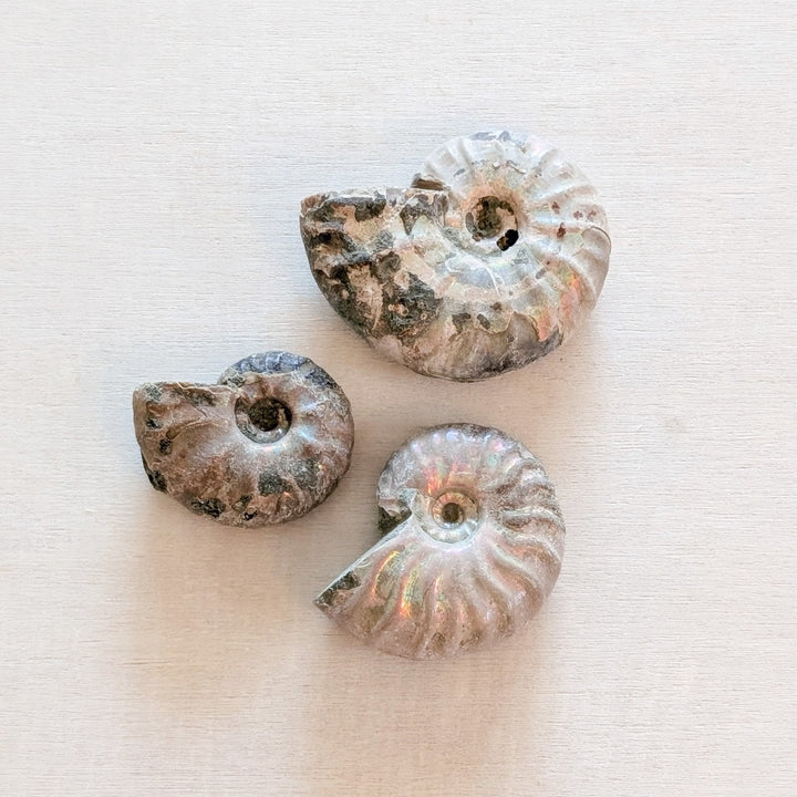 Natural Ammonite Fossils
